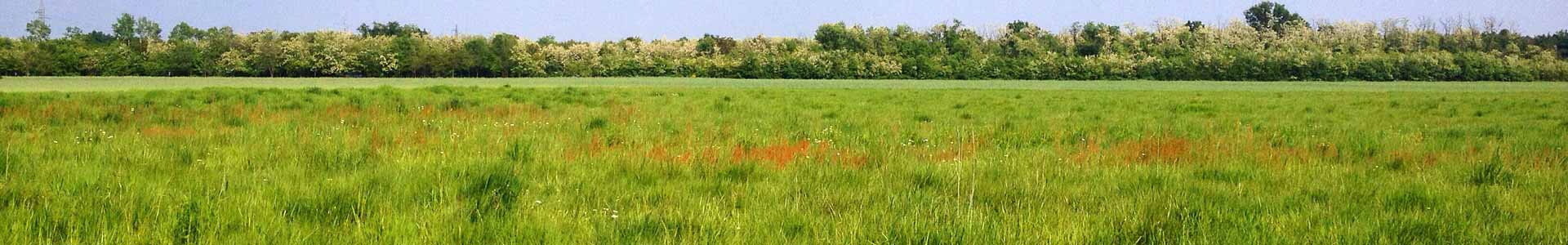 Sargent, Texas