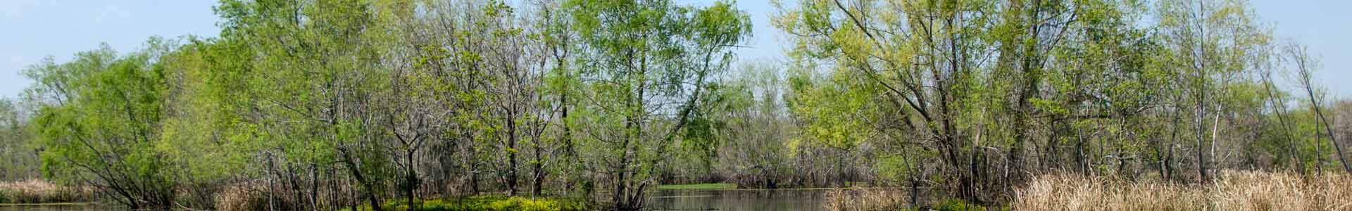 Bowie County Texas